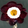 Primula Auricula Rosemary - Abriachan Nurseries